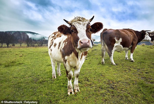 Bovaer suppresses enzyme that produces methane, a greenhouse gas, in cows