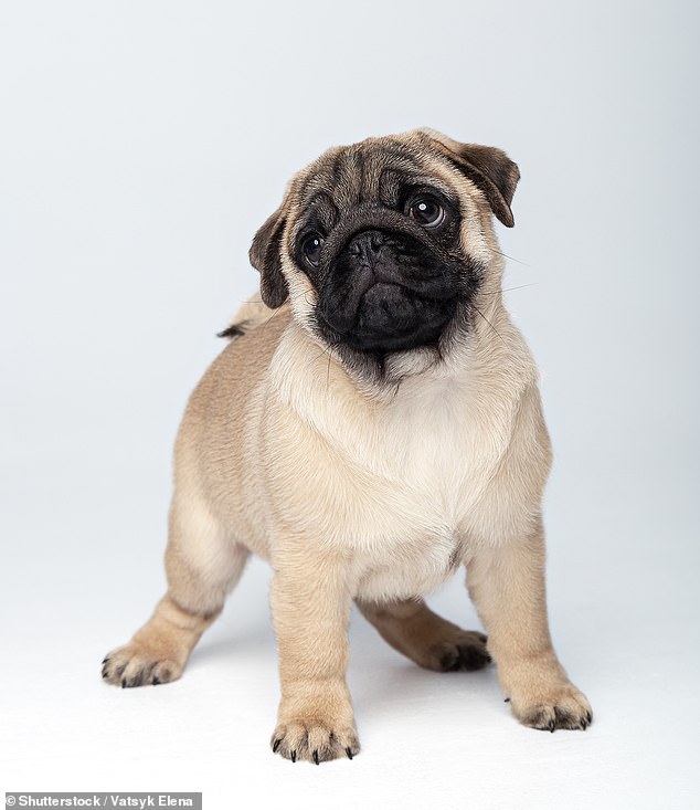 The woman had told her boyfriend that one day he might have a dog, but never a pug.