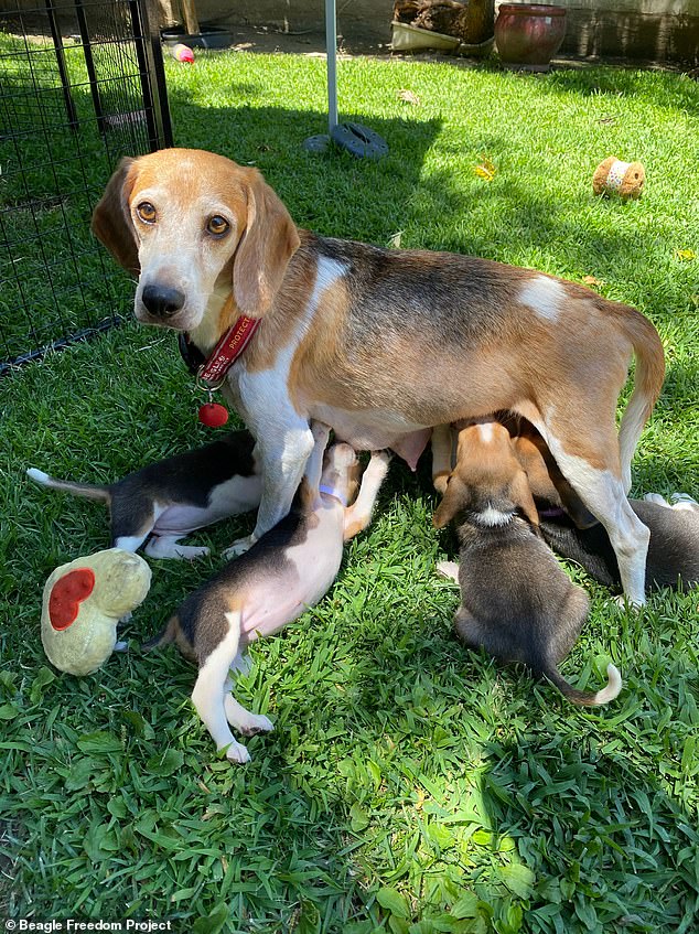 Surrounding the glow are the wagging tails of the couple's three dogs, a black Pula Labrador and Guy and Mia's rescue beagle, the latter who was rescued from an animal testing center by the couple in 2022 (pictured with her puppies two years ago). )