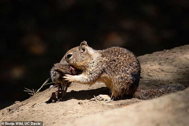 Scientists have captured shocking images of California ground squirrels hunting, killing and then eating voles.