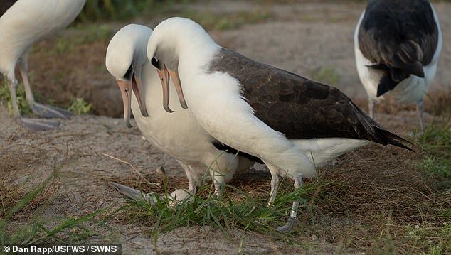 The oldest bird in the world laid an egg at 74 years old