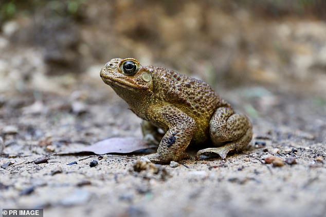 However, in a column for the Sydney Morning Herald, Dr Carol Booth, senior policy analyst at the Invasive Species Council, condemned the message about cane toad consumption.