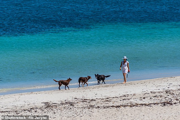 Two dogs fell ill after drinking water at Rockingham dog beach, south west of Perth (pictured)