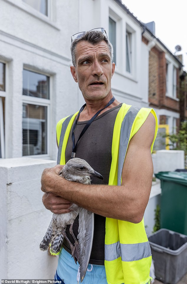 Justin King, founder of the South Coast and East Sussex Bird and Gull Advice and Resource Forum in Brighton, said Elizabeth is the latest in a long line of seagull heroes to be harassed.