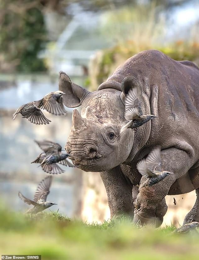 Some of the best entries from Britain include a photo of Lumi, the black rhino, hunting starlings at Yorkshire Zoo, taken by keeper Zoe Brown