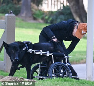 The pair later worked together to help the puppy into a wheeled cart.