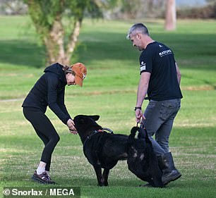 The elderly German shepherd had a harness around his hips to help him walk.