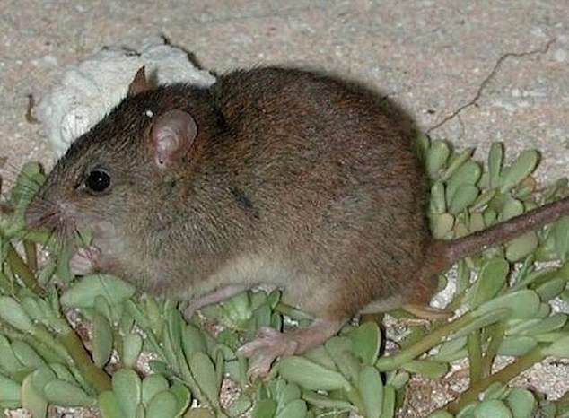 The Bramble Cay mosaic-tailed rat is another species that recently became extinct