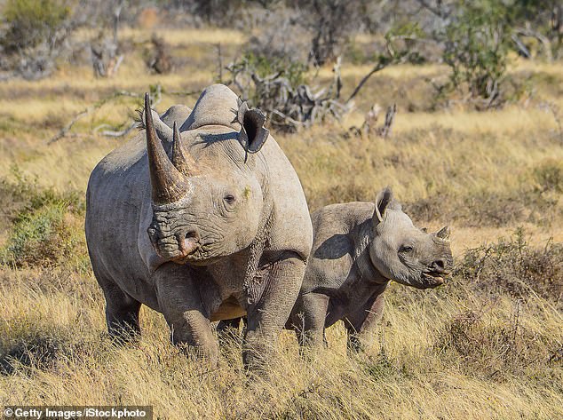 The West African black rhino was declared extinct in 2011