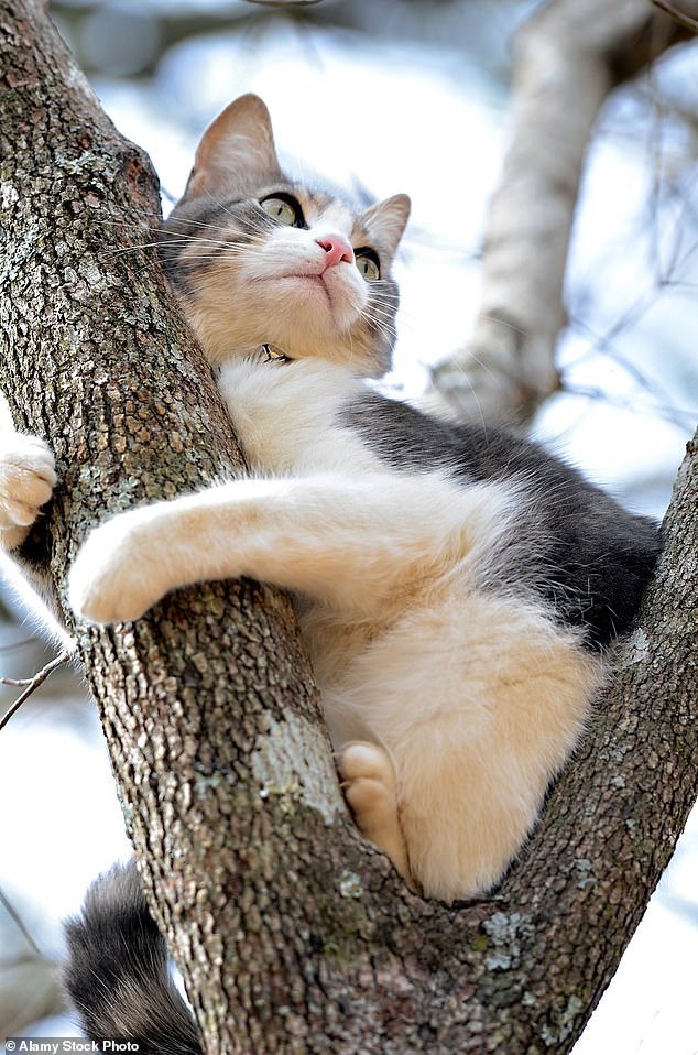 The old cliché of cats rescued from trees by firefighters is becoming a worrying modern trend.