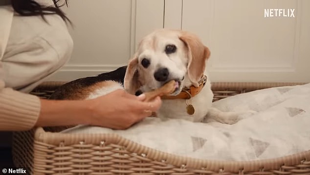 And a gift for Guy too! Meghan's beloved beagle doesn't miss out on food in the Duchess's kitchen as she makes sure he has a biscuit to chew on.