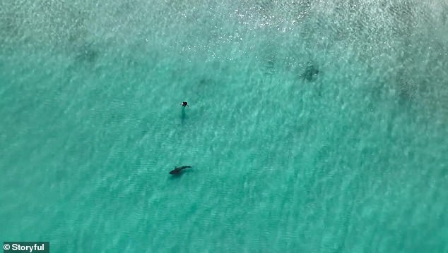 The shark also came within about four meters of an unsuspecting swimmer in north Perth.