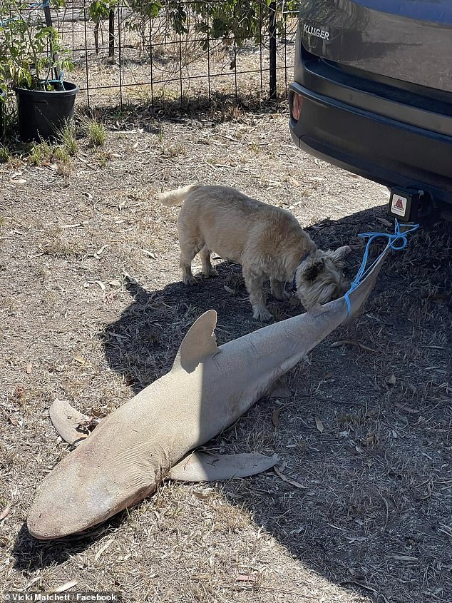 Hatchett said the shark (pictured) was too heavy to lift, so he had to tie the creature's tail to the tow bar of his car and drive it to another location to bury it.