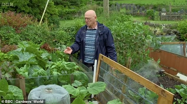 Jack's seed beds are essentially raised beds filled with compostable organic material, including vegetable peelings, old cardboard, and even cotton.