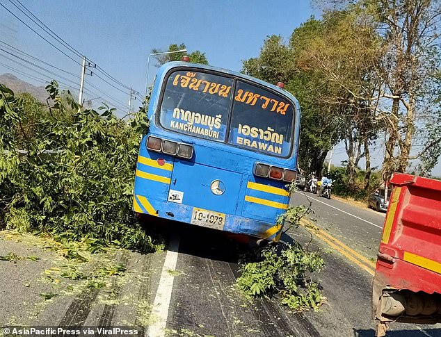 The tree had been felled by an illegal logger using a chainsaw, according to local reports.