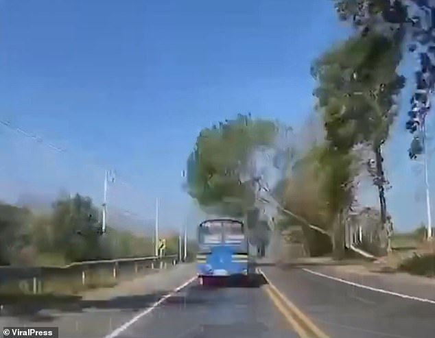 Dashboard camera footage of a traveling car was captured at the moment the tree collapsed