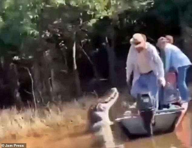 The images show how a tourist was looking over the side of the boat when, suddenly, a black alligator emerged from the murky water.