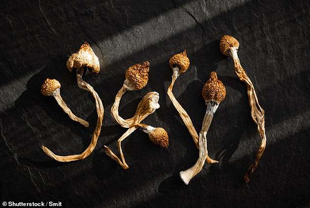 Recent studies have found that people who reported taking microdoses of magic mushrooms saw improvements in symptoms of depression, anxiety and stress (file image)