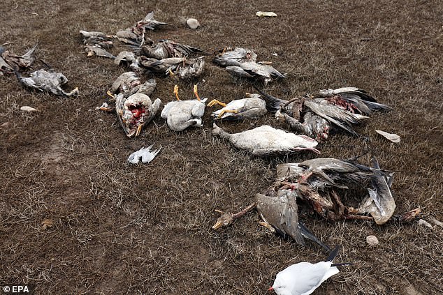 In Pennsylvania, wildlife officials believe the number of geese killed by bird flu could be in the thousands