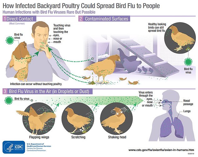 Like all flus, the virus is spread primarily through airborne droplets that are breathed in or enter a person's mouth, eyes, or nose.