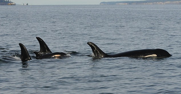 Like humans, orcas are social animals and often participate in the grieving process as a group. Pictured: J pod Orcas carrying the dead newborn baby, J61, in tandem