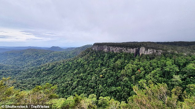 Springbrook National Park is about an hour's drive west of the Gold Coast and is popular with tourists and hikers for its spectacular waterfalls, rainforest and ancient trees.