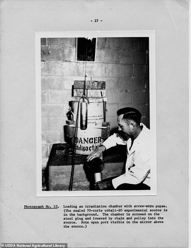 In the 1930s, the United States Department of Agriculture hired a team of scientists, including entomologist Edward F. Knipling, to study the fly. Knipling had the idea of ​​developing a contraceptive method for male flies by releasing sterilized flies into the wild. It worked