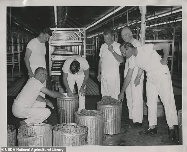 For more than two decades, he and Raymond Bushland worked to castrate flies by growing millions in a laboratory using heated ground meat. Using gamma rays, they managed to make the flies infertile. In 1966, the last flies were eradicated from the US.