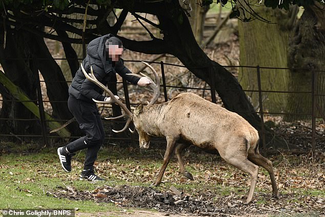 One of the men tried to grab the deer's antlers and jump on them.