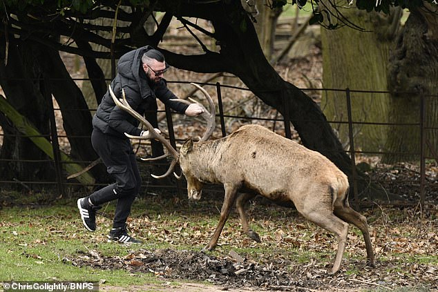 One of the men was attacked by the deer after trying to grab its antlers.