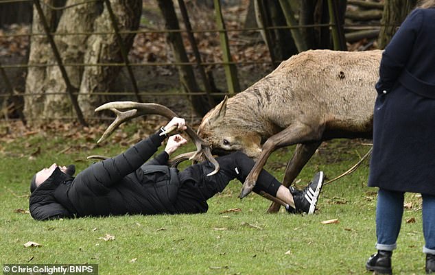 The man was almost impaled on the ground by the angry deer.