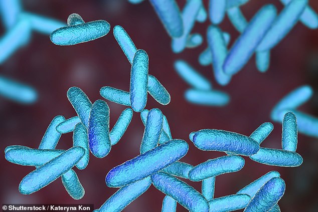 The researchers found gram-negative bacilli (pictured) in the reusable water bottles they tested. If ingested, this type of bacteria can cause infections (file image)