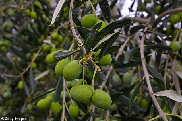 Global warming has devastated olive oil production in many warmer countries in recent years, including Spain, driving up the cost per liter, although prices have now fallen somewhat (pictured: an olive grove in Epidavros , Greece).