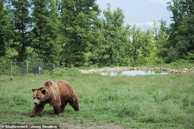 The Libearty Bear Sanctuary in the Carpathian Foothills of Romania