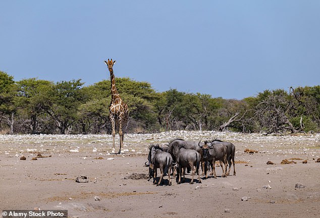 A giraffe and wildebeest in Etosha National Park in Namibia