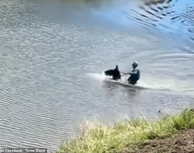 Two weeks later, on June 11, Reno and Tatum took Red and other horses to move cattle near Deer Lodge. As the day went on, they said Red swam in multiple ponds and 