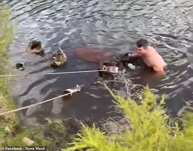 Reno finally got hold of the horse and laughed as he hooked the rope to the animal and dragged it to shore