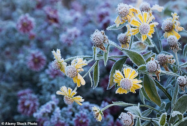 Temperatures are expected to plummet across the UK this week, meaning it's not a good time to dig or plant anything (File Image)