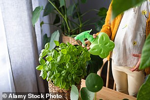 At this time of year, most houseplants are dormant and therefore only require minimal watering (File Image)