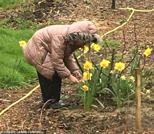 Campbell uploaded this photo and captioned it: 'Picking daffodils from the garden for Mother's Day.'