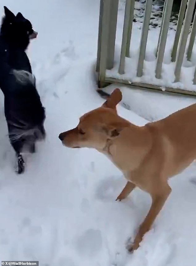 Rusty, who had been chained his entire life, was met with an unexpected blanket of white when he left for his new home in England this morning.