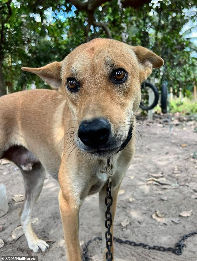 Rusty photographed in Thailand before being brought to England to his new home