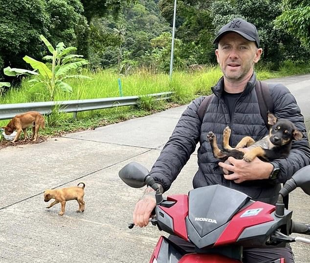 Niall Harbison lives in Thailand and has dedicated his life to helping the country's stray dogs find new homes.