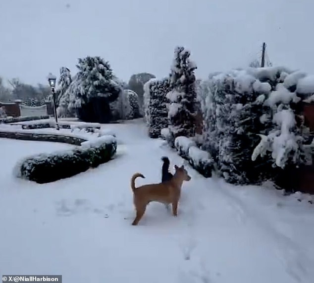 In the touching clip, Rusty can be seen jumping in the snow and wagging his tail.