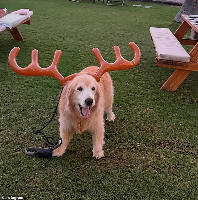 The last image in the series was an adorable golden retriever with reindeer antlers.