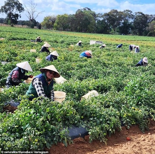 Marsolino has abandoned growing vegetables to focus on alfalfa, a crop used to feed livestock, so as not to have to deal with large supermarkets (his farm appears in the photo).