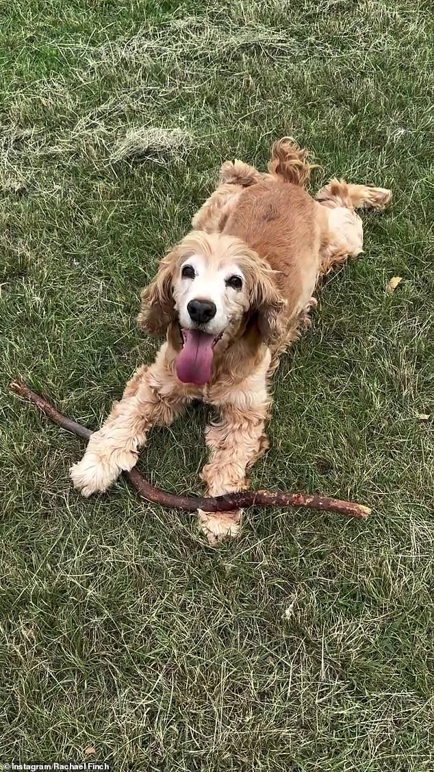 'Simba has been a member of our family for 15 beautiful years. After a rapid decline in the last six months, it is with a heavy heart that we say goodbye and send him to a peaceful place.