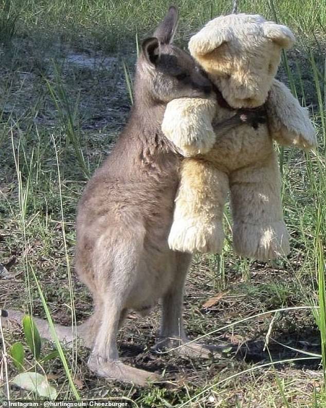 Doodlebug is an adorable baby kangaroo who was sadly orphaned. However, it's safe to say that his mood changed after he was gifted an emotional support teddy bear.