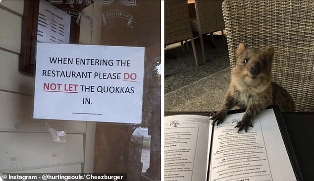 Never trust a quokka to follow instructions! This cheeky demon managed to miss the large sign on the door of a restaurant; He must have been absolutely hungry.