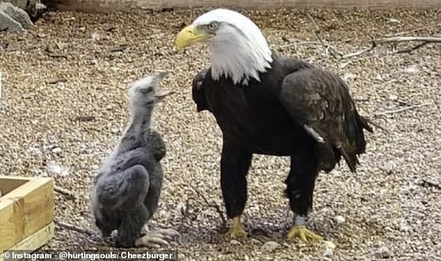 Murphy, the disabled eagle, rose to stardom after trying to hatch a stone thinking it was an egg. Zookeepers eventually replaced the egg with an orphaned eaglet, finally making his dreams of parenthood come true.